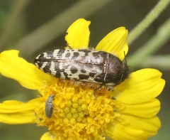 Acmaeodera decipiens