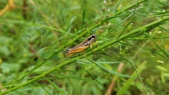 Paroxya atlantica
