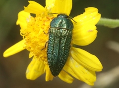 Acmaeodera resplendens