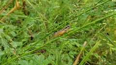 Paroxya atlantica