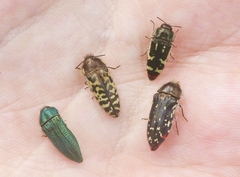 Acmaeodera resplendens