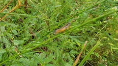 Paroxya atlantica