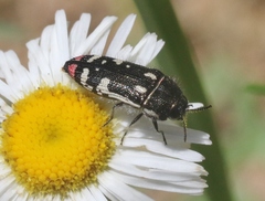 Acmaeodera amabilis