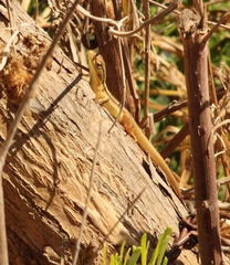 Liolaemus chiliensis