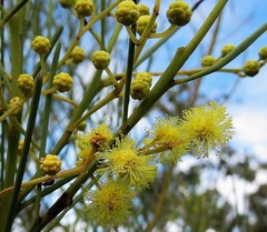 Acacia subulata