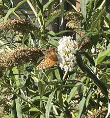 Euptoieta claudia
