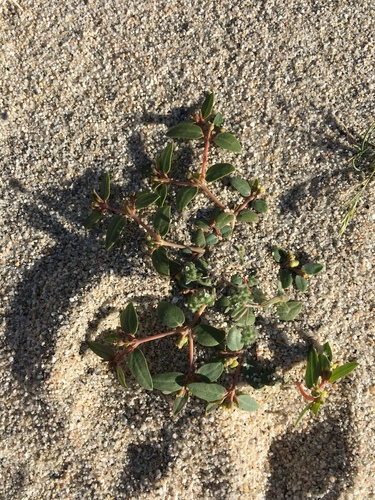 Euphorbia ocellata ssp. arenicola