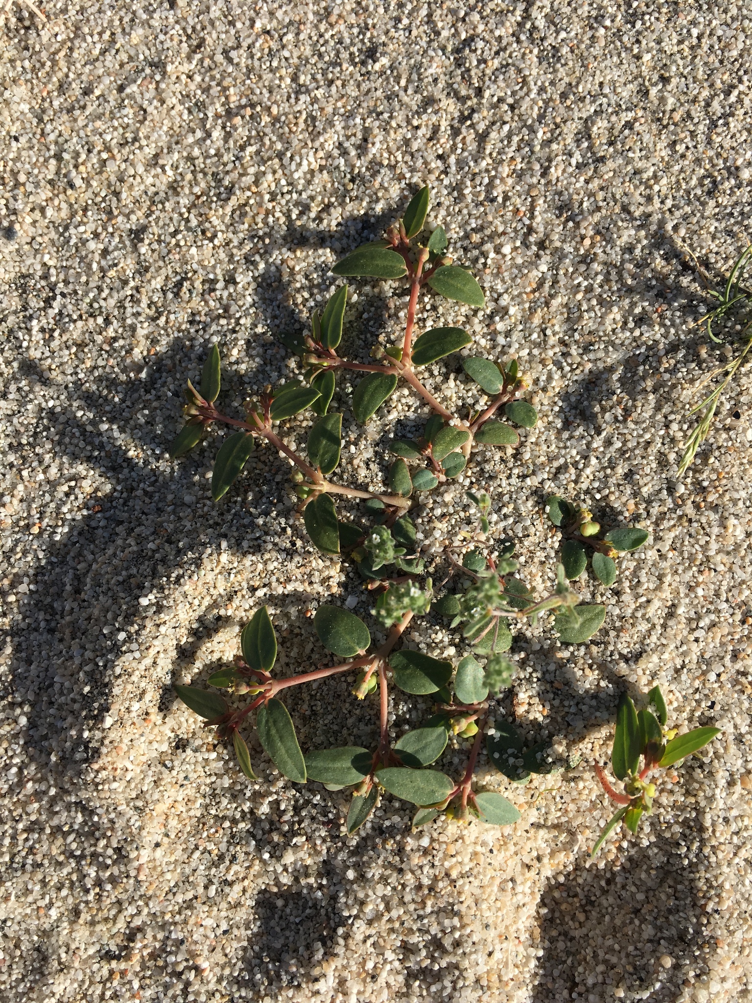 Euphorbia ocellata ssp. arenicola