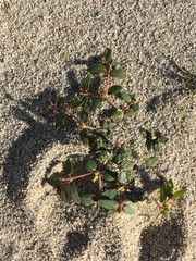 Euphorbia ocellata arenicola