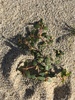 Dune Spurge - Photo (c) Lynn Sweet, some rights reserved (CC BY), uploaded by Lynn Sweet