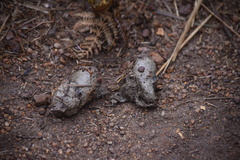 Panthera pardus kotiya