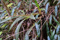 Cyrtochilum pardinum