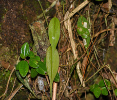 Lepanthes mucronata
