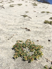 Euphorbia ocellata arenicola