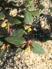 Euphorbia ocellata arenicola