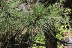 Pinus engelmannii