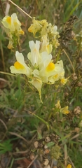 Linaria vulgaris