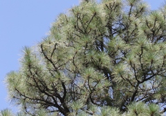 Pinus engelmannii