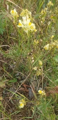 Linaria vulgaris