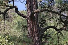 Pinus engelmannii