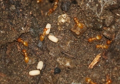 Lasius arizonicus
