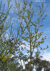 Acacia subulata