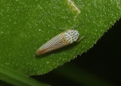 Graphocephala aurora