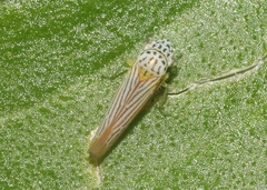 Graphocephala aurora