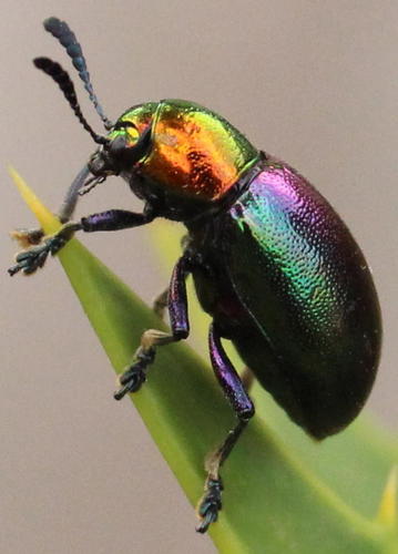 Metallic Milkweed Leaf Beetle photo 3