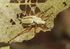 Macrodactylus uniformis