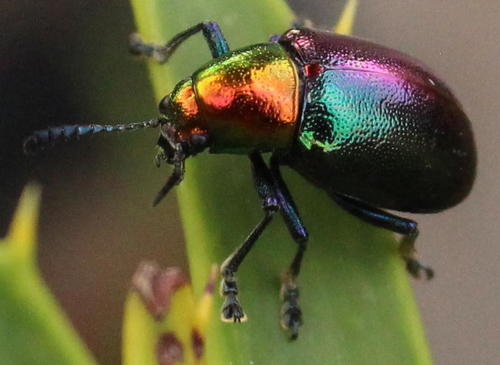Metallic Milkweed Leaf Beetle photo 4