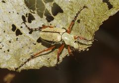 Macrodactylus uniformis