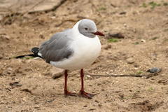 Chroicocephalus cirrocephalus poiocephalus