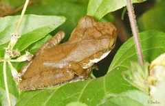 Polypedates cruciger