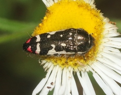 Acmaeodera amabilis