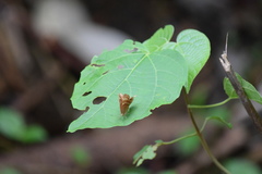 Abisara bifasciata