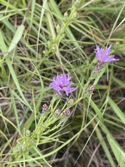 Liatris bracteata