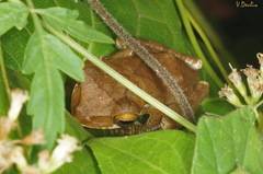 Polypedates cruciger