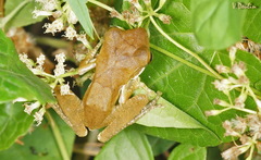 Polypedates cruciger