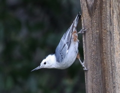 Sitta carolinensis nelsoni