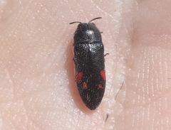 Acmaeodera acanthicola