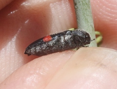 Acmaeodera acanthicola