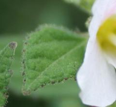 Pavonia columella