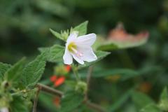 Pavonia columella