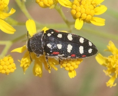 Acmaeodera gibbula