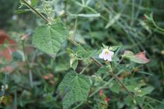 Pavonia columella