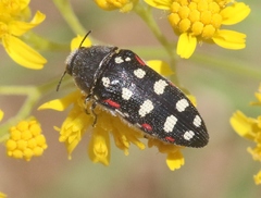 Acmaeodera gibbula