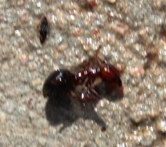 Anoplolepis steingroeveri