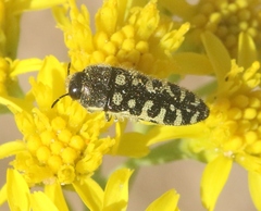 Acmaeodera solitaria