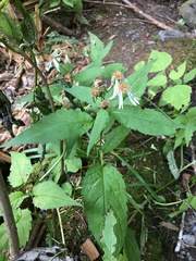 Eurybia chlorolepis
